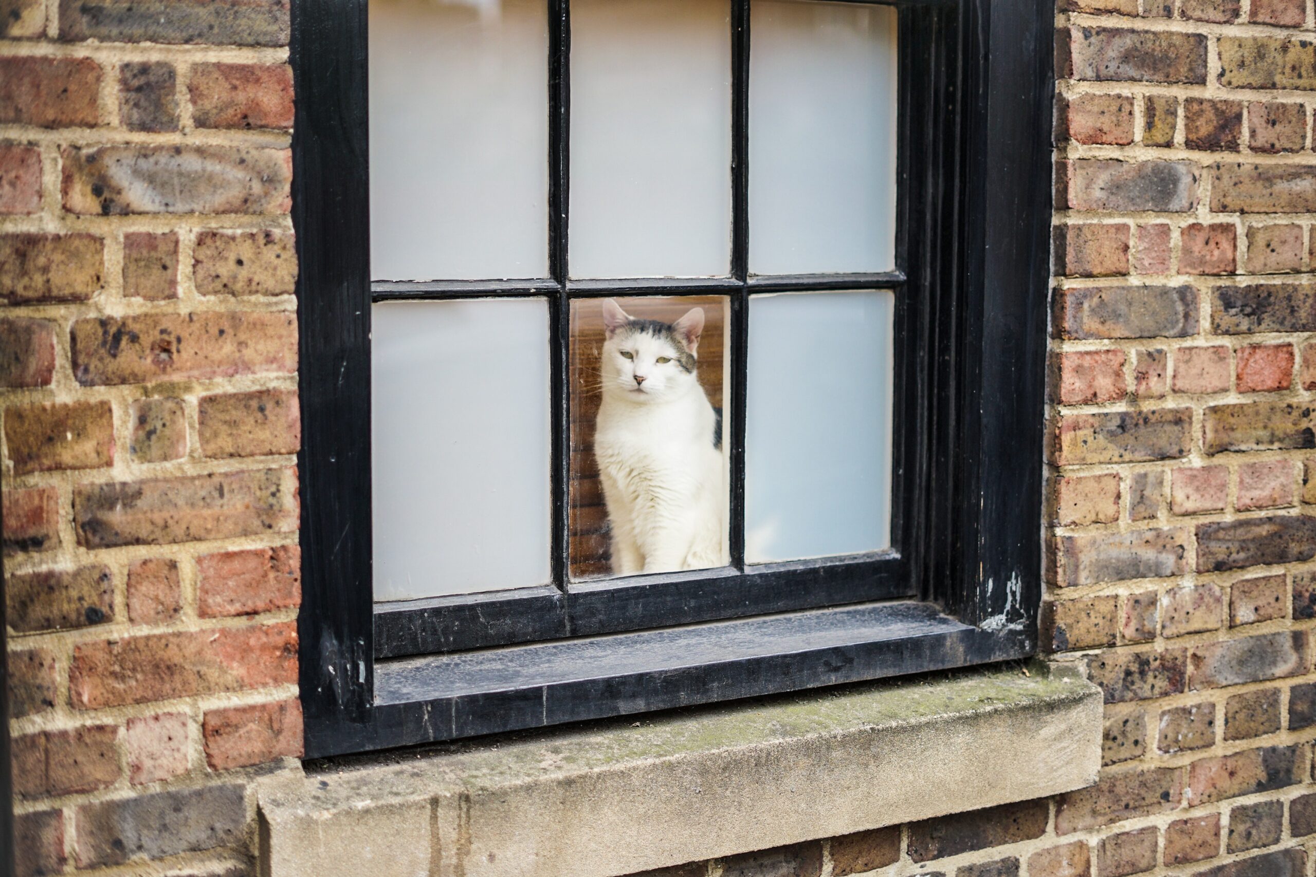 Pharaoh ezypt cat